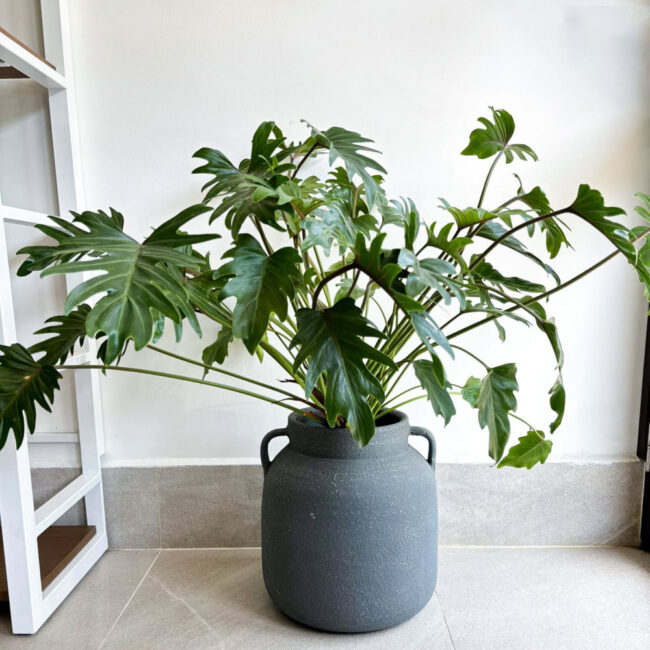 philodendron040600